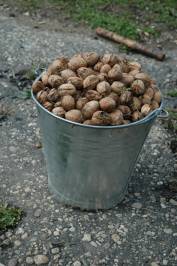 Bucketful of Walnuts