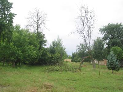 Fallen Tree