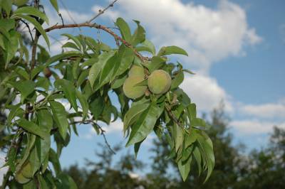 Apricots