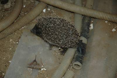 Baby Hedgehog