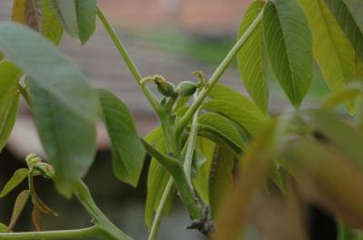 Baby Walnuts