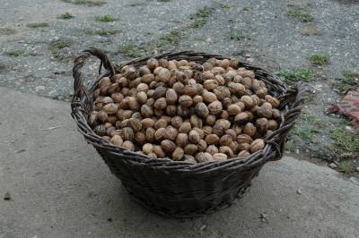 Basketful of Walnuts
