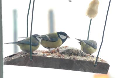 Blue Tits and Great Tit