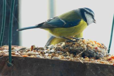 Bluetit