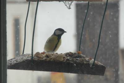 Blue Tit Feeding