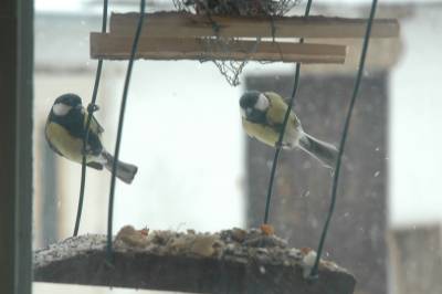 Blue Tits Feeding