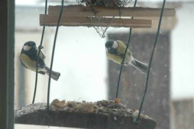 Blue Tits Feeding