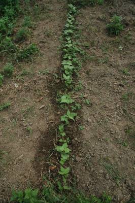 Local Yellow Pod Haricot Beans