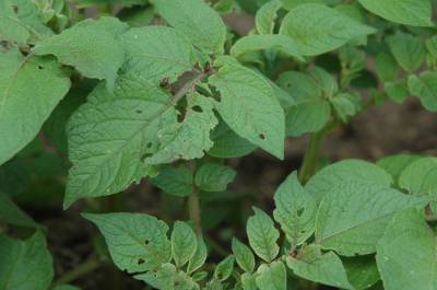 Damage Caused by Colorado Beetle