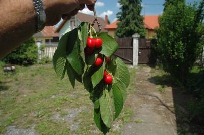 Cherries