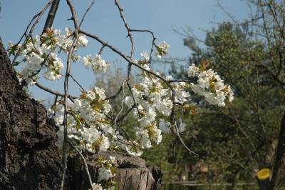 Cherry Blossom