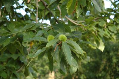 Chestnuts