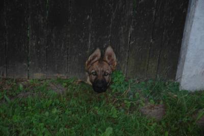 The Face in the Gate