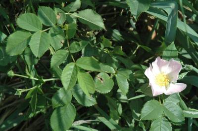 Dog Rose