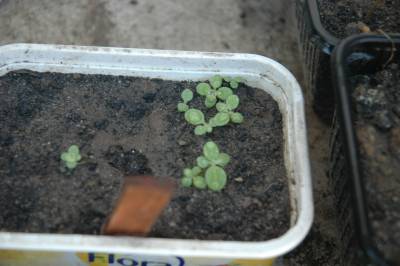 Seedlings