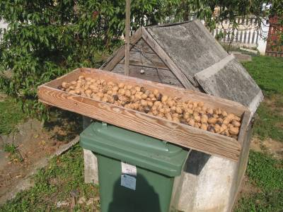 Drying Walnuts