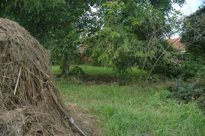 Walnut Tree Area Cleared