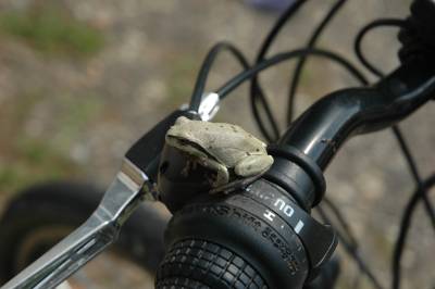 Tree Frog on a Bicycle