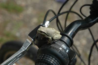 Tree Frog on a Bicycle
