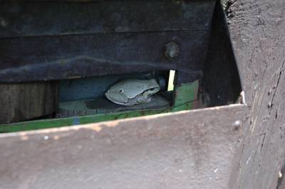 Tree Frog in a Letterbox