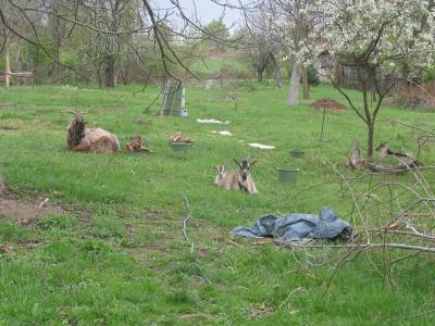 Goats in the Garden