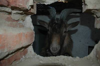 Turning a Garage Into a Goat House