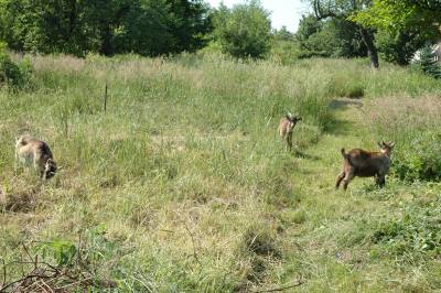 Goats in the Garden