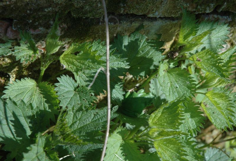Spot the frog Spot the frog