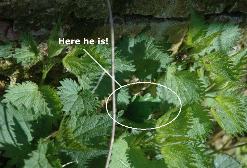 Spot the frog Spot the frog