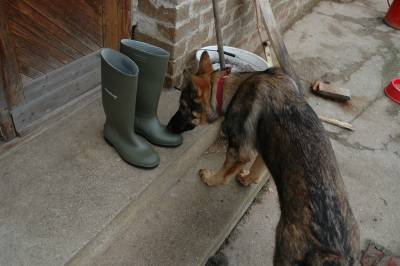 Green Wellies