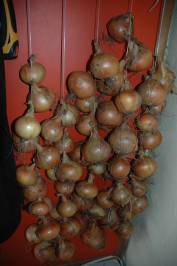 Onion Crop