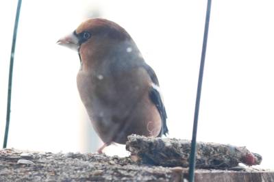 Hawfinch