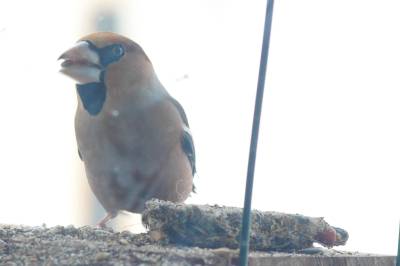 Hawfinch