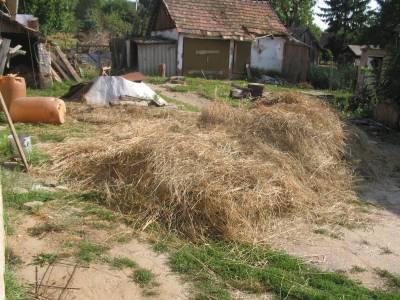 Hay
