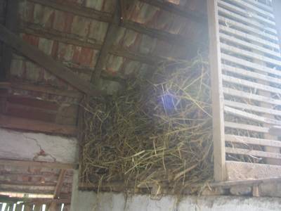 Hay in Loft