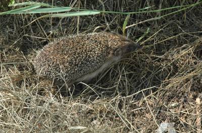 Hedgehog Again