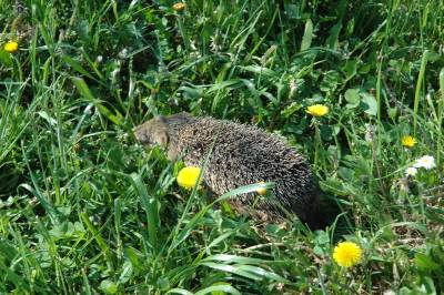 Hedgehog