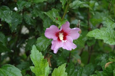 Hibiscus in Flower