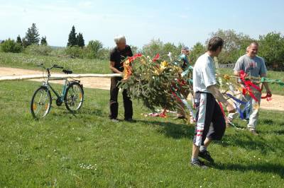 May Tree Propped Up With Bike