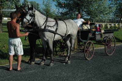 Carriage and Horses