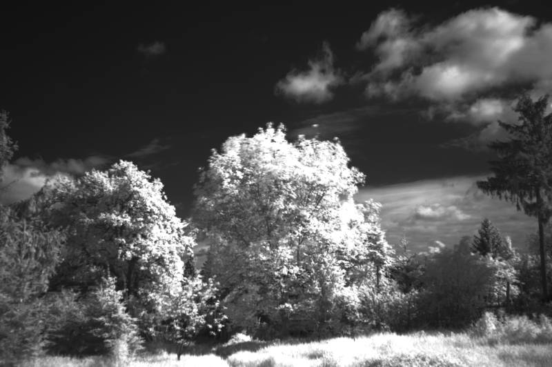 Infra-red looking towards the house