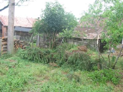 Fallen Tree