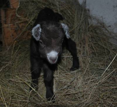 New Born Goat Kid