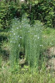 Linum Usitatissimum