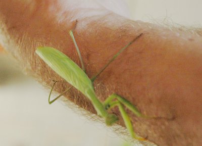 Praying Mantis