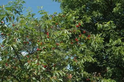 Sour Cherries