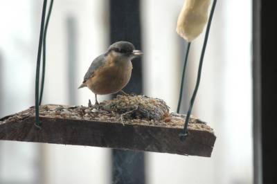 Nuthatch