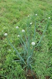 Onions in Flower