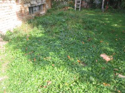 Outhouse Garden