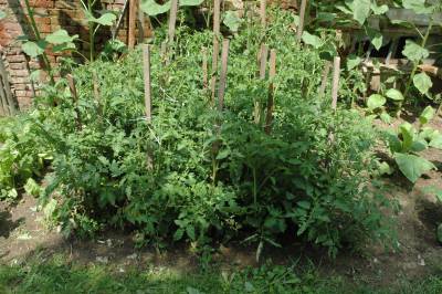 Outhouse Garden